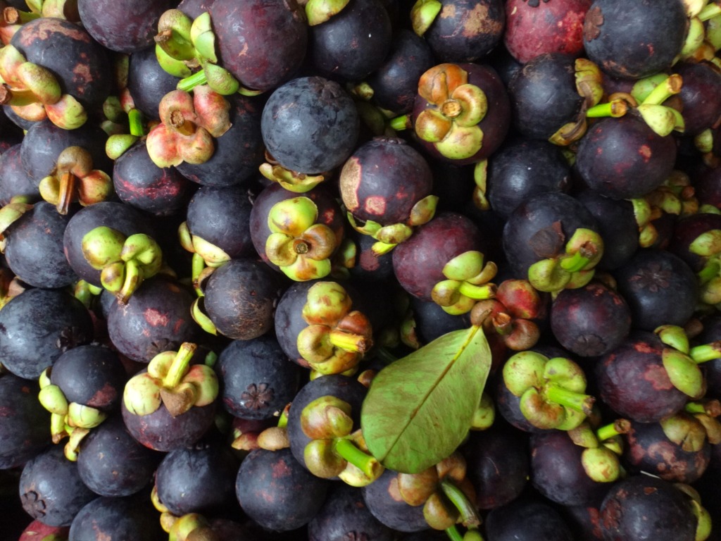Indonesian Mangosteen Orchard Harvest